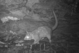 A northern quoll.