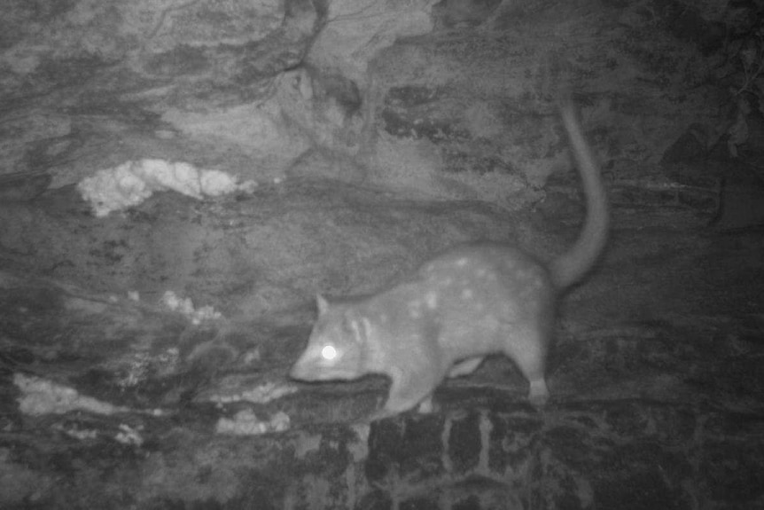 A northern quoll.