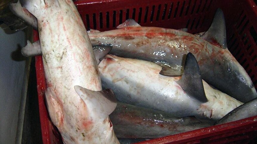 Sharks with lesions caught off Gladstone