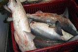 Sharks with lesions caught off Gladstone
