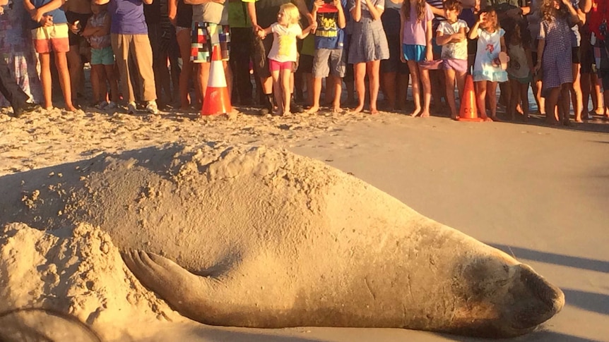 Elephant seal sunbathing on Sorrento beach in Perth