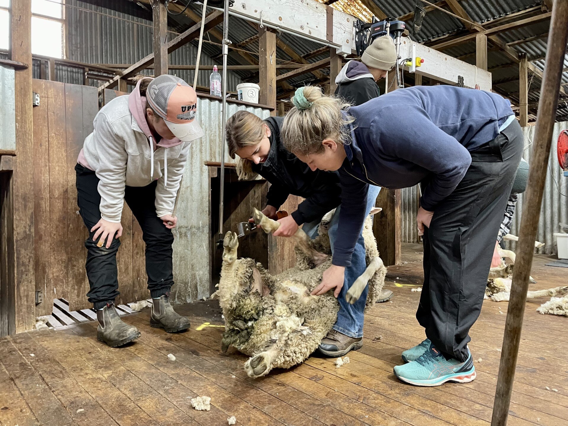 It's hard, physical work but meet the young generation of shearers and