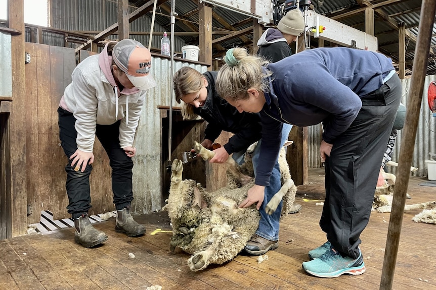 Three women standing over a sheep in a shearing shed