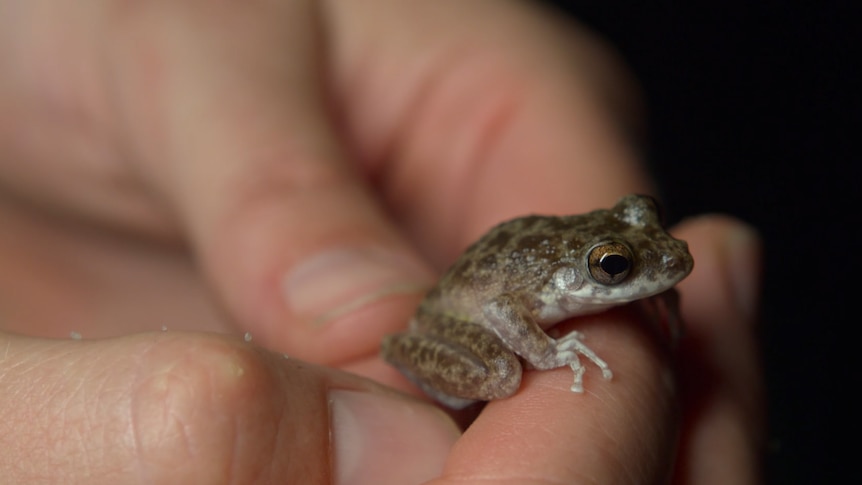 A hand holds a tiny frog