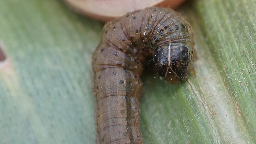 Fall armyworms have a dark head with a pale, upside-down Y-shape on the front.