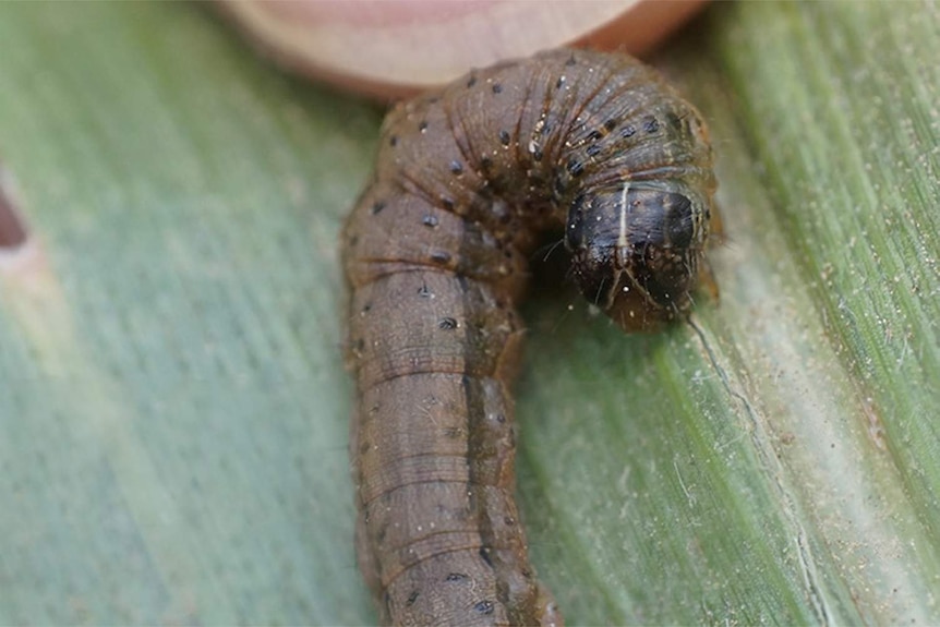 Fall armyworms have a dark head with a pale, upside-down Y-shape on the front