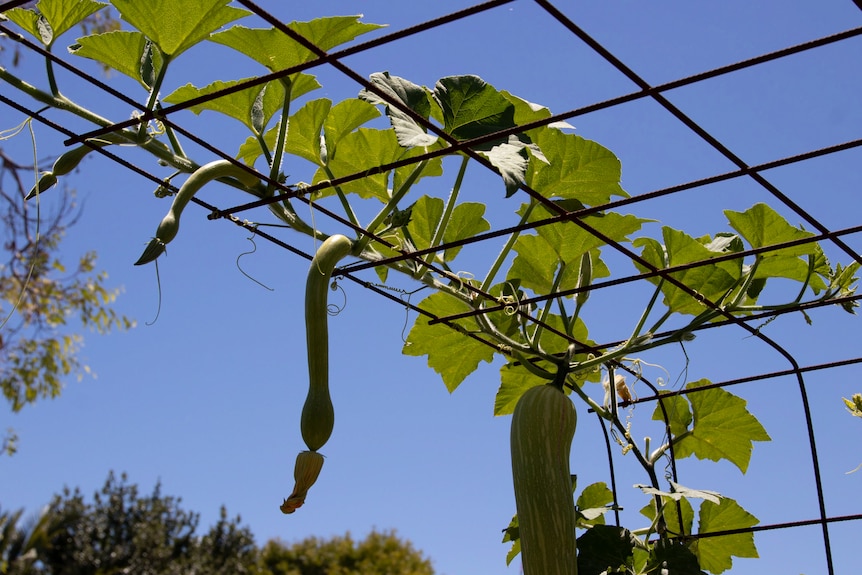 Tromboncino growing along a trellis positioned to provide shade to a home as well as food.