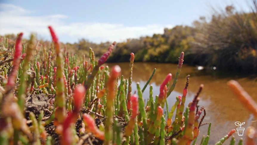 Plants growing beside waterway