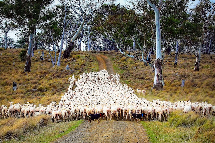 在塔斯马尼亚州的Ross小镇附近，把一群刚刚剪完毛的美利奴绵羊被赶到一旁。