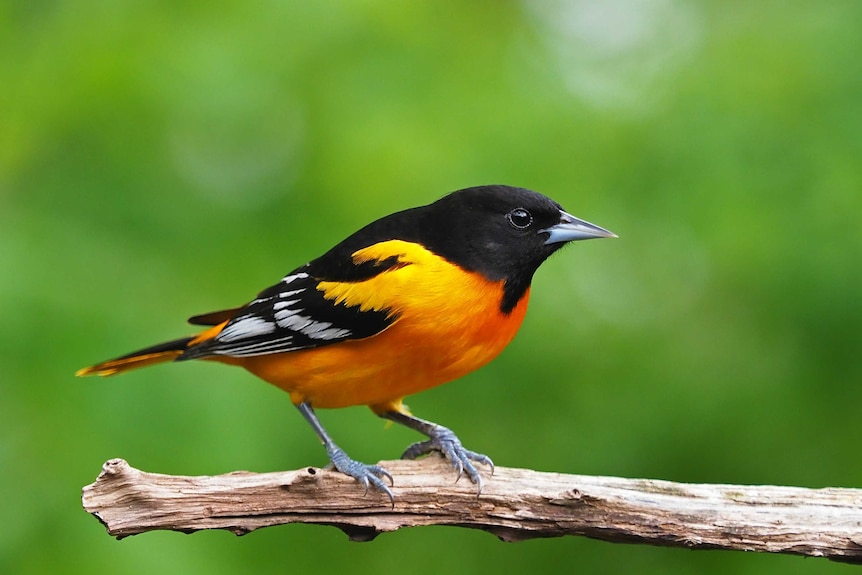 An orange and black bird perched on a branch.