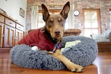 Gorgeous kelpie in winter coat smiling