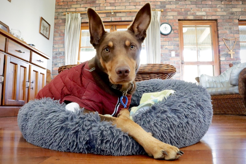 Gorgeous kelpie in winter coat smiling