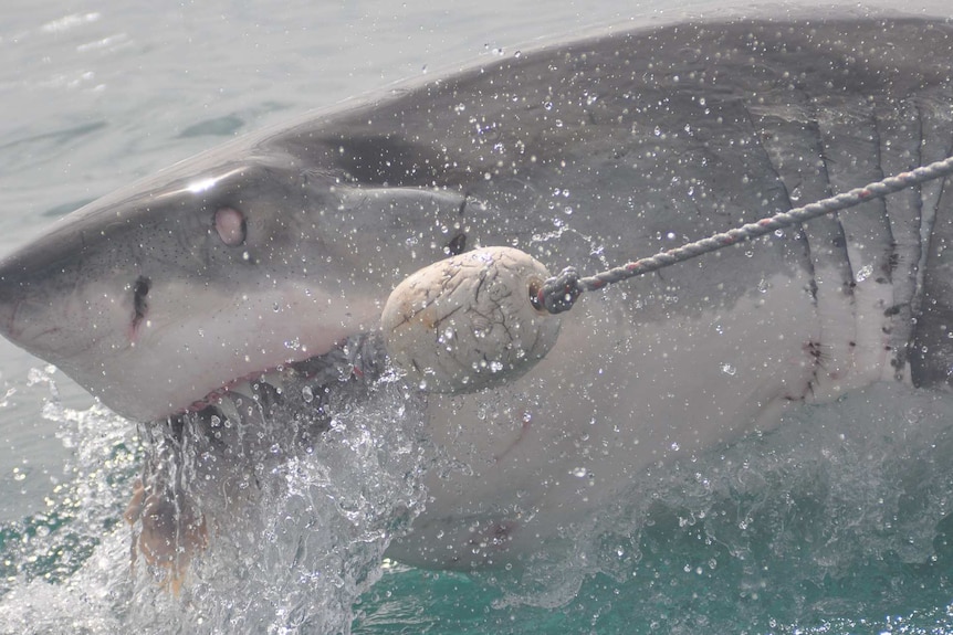 Shark above water with buoyed rope in mouth.