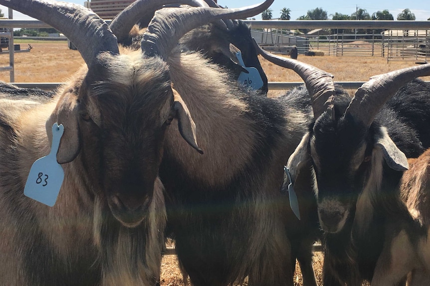 Goats at the ready