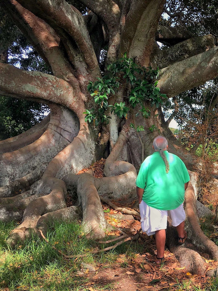 Uncle Richard Campbell stands before a Moreton Bay fig tree.