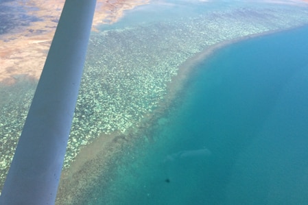 White coral off the Crocodile Islands