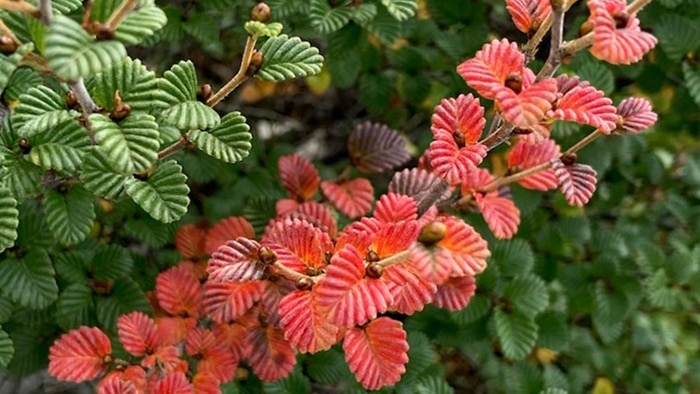 An unsual branch of red fagus leaves amongst branches of green leaves