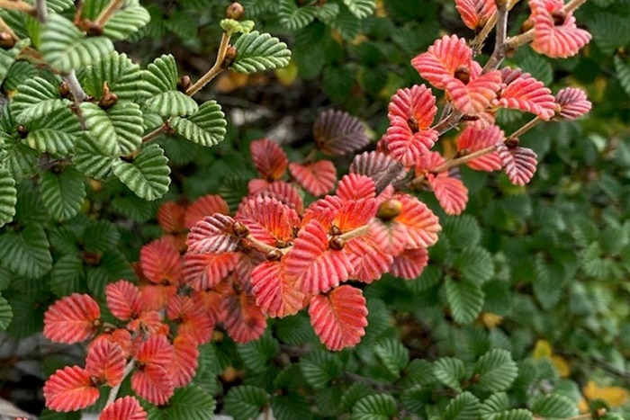 An unusual branch of red fagus leaves amongst branches of green leaves