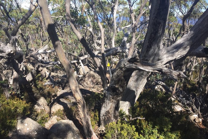 A track dense with gumtrees and rocks