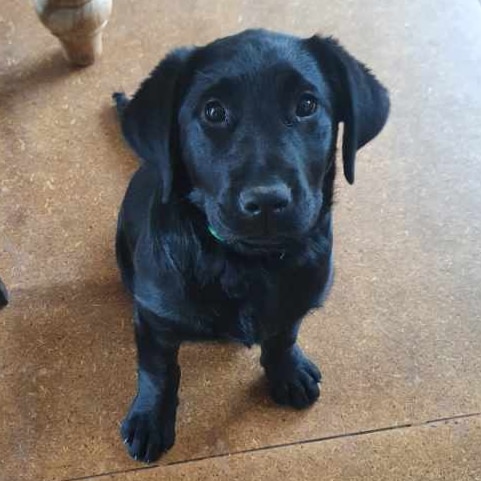 A black labrador puppy staring upwards.