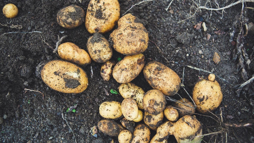 Potatoes in dirt