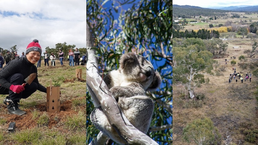 Numeralla Cold Country Koala community day.