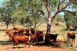 Droughtmaster cattle