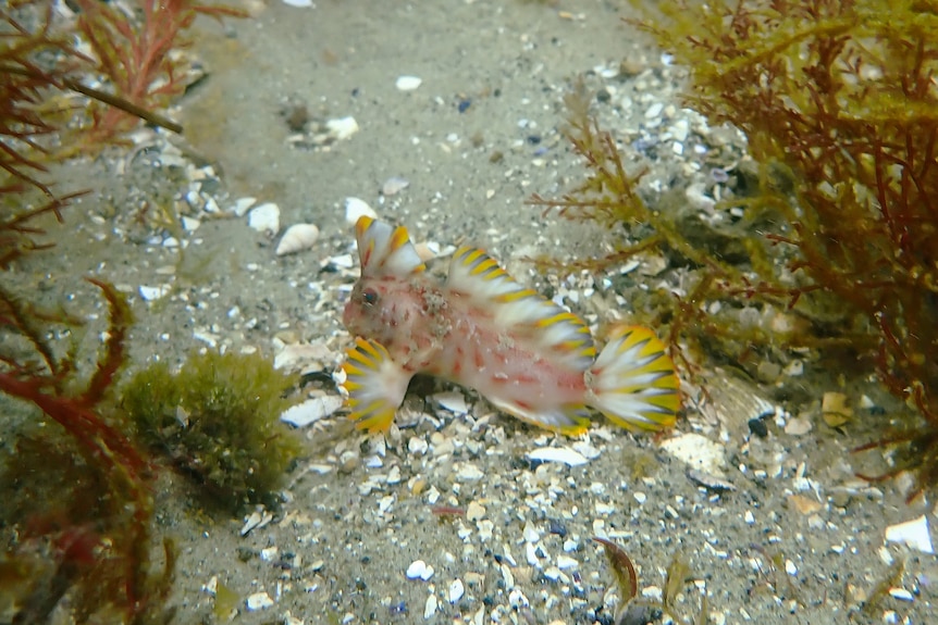 A small red, yellow and white fish with hand-like fins sits on the ocean floor. 