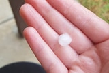 Hail sitting on someone's palm in an Adelaide backyard.