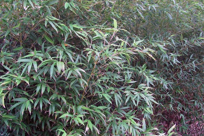 Lush bamboo plants.
