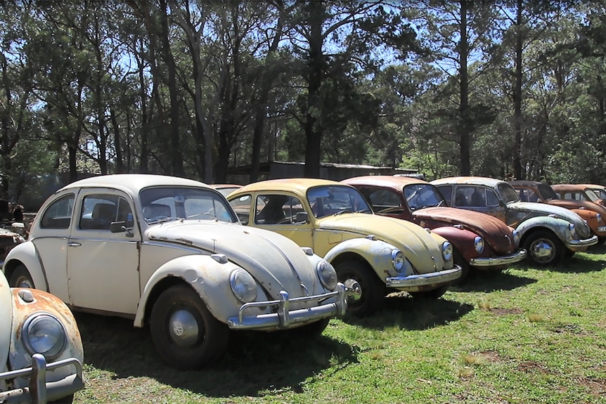 Seven VW beetles of various colours lined up in a paddock.