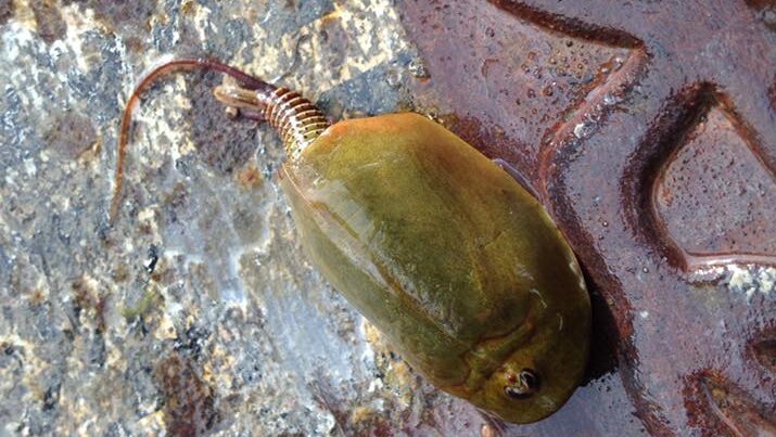 a strange looking shrimp on a pavement