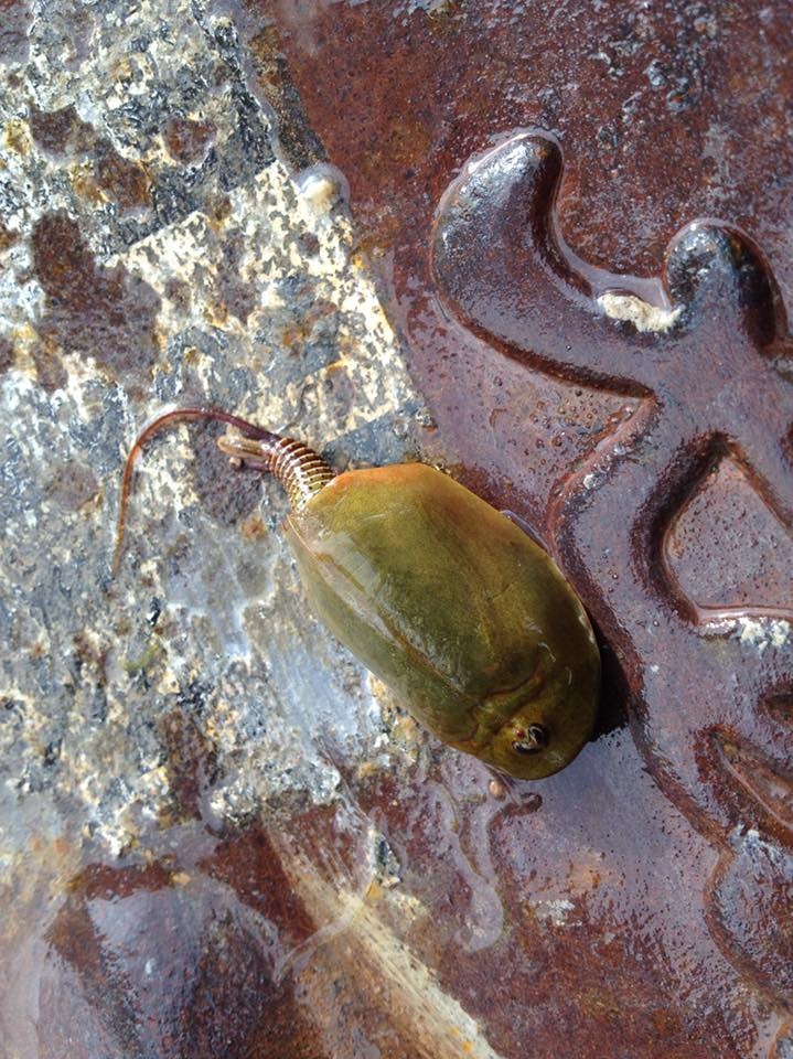 a strange looking shrimp on a pavement