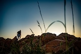 The sun is rising over rocks in Murujuga, back to camera, Raelene Cooper makes her way to the top.