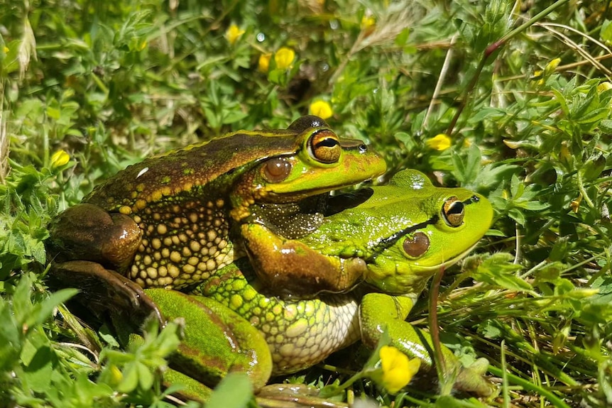 A pair of copulating green frogs.