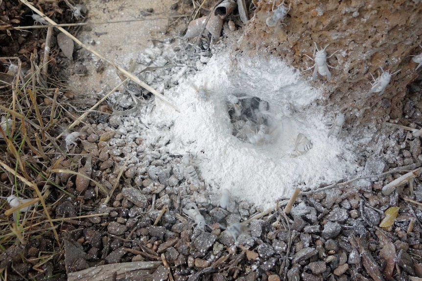 A wasp nest in Canberra's north after being sprayed with insecticide.
