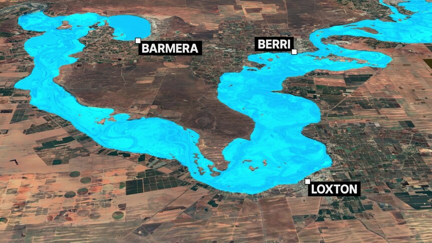 A map of predicted flooding in the Berri, Loxton and Barmera area of the Riverland
