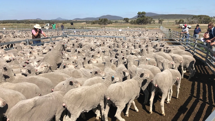 A mob of sheep wait in a pen