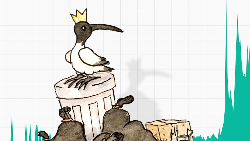 An illustration of an ibis sitting on a garbage can, with a graph superimposed.