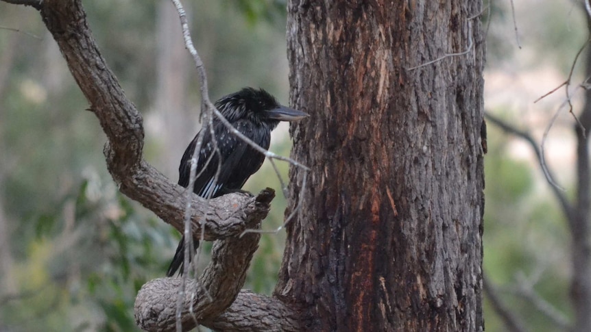 A black Kookaburra spotted in South West WA