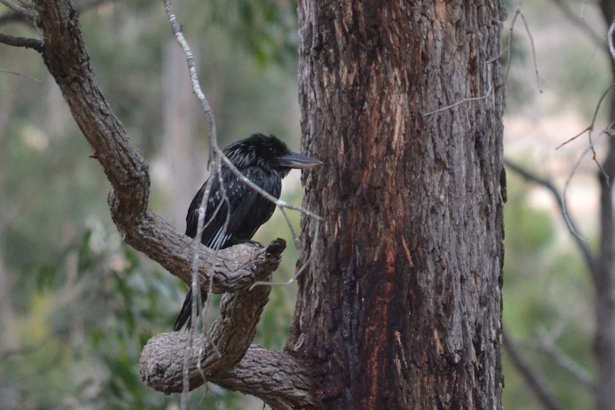 A black Kookaburra spotted in South West WA.