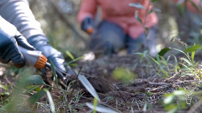 Gloved hands holding a trowel, digging in soil in bushland