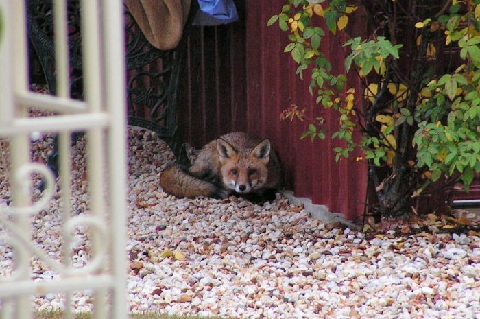 A fox in a backyard in Bendigo, Victoria.