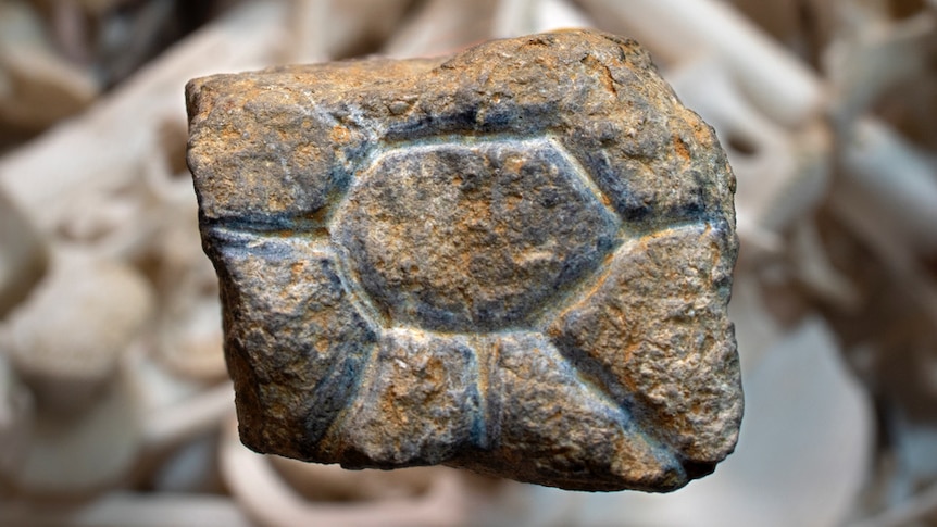 Ray figure engraved into a rock