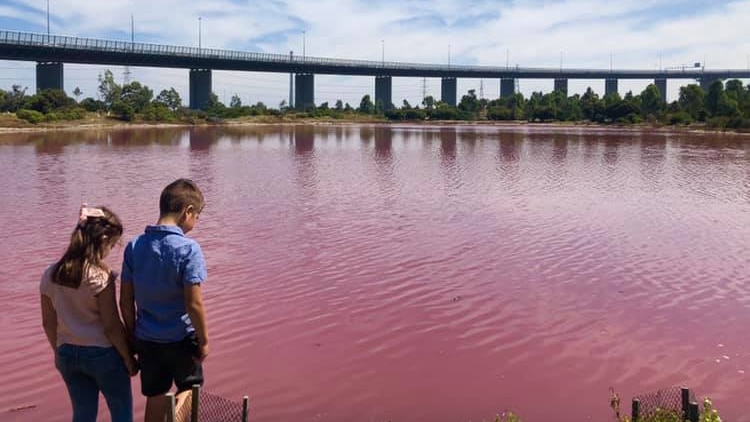 Two children stand in front of pink-coloured water at Westgate Park with the West Gate Bridge in the background.