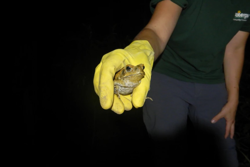 A hand in a yellow glove holding a cane toad