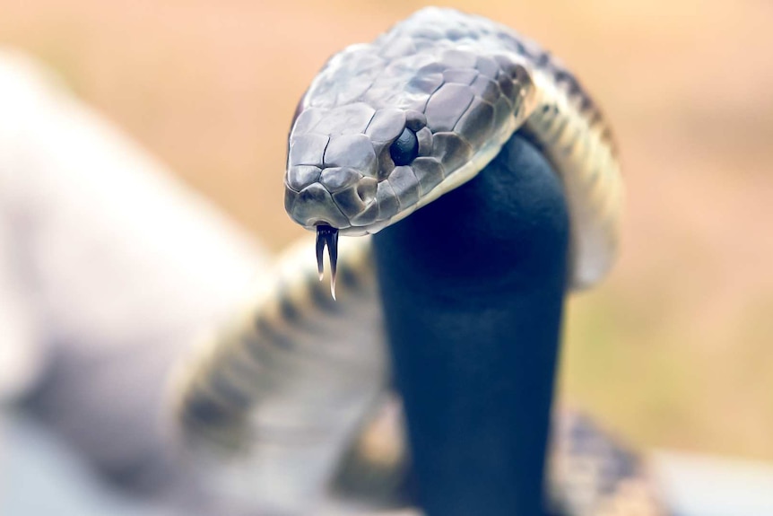 A tiger snake