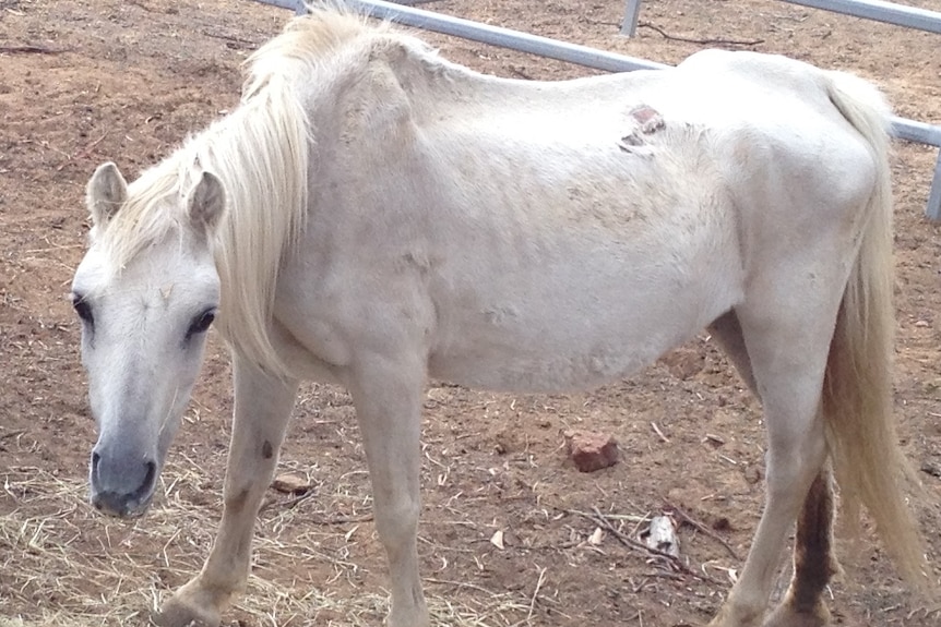 Mistreated horse found on Campania property