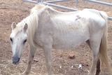 Mistreated horse found on Campania property