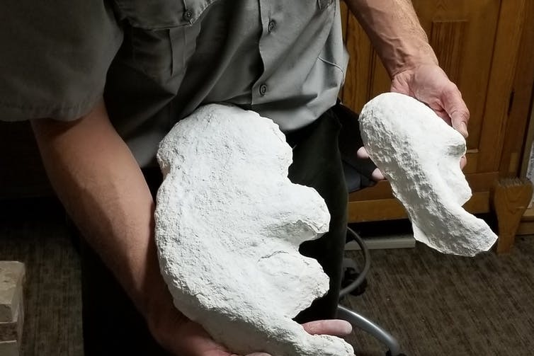 Plaster casts of the giant sloth front and hind footprints